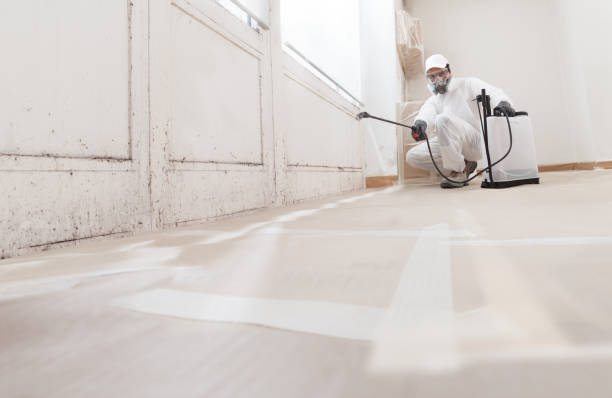 Why You Should Choose Our Mold Remediation Services in Shamrock, TX